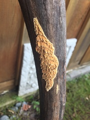 Fungi