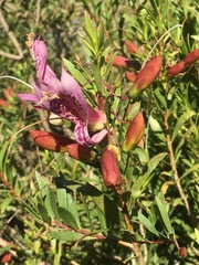 Eremophila maculata