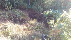 Piper excelsum excelsum