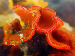 Watersipora cucullata