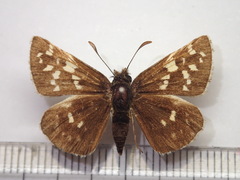 Pyrgus maculatus