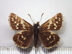 Pyrgus maculatus