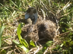 Vanellus chilensis chilensis