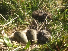 Vanellus chilensis chilensis
