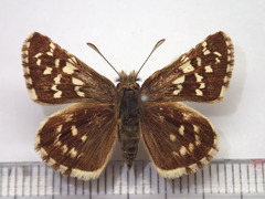 Pyrgus maculatus