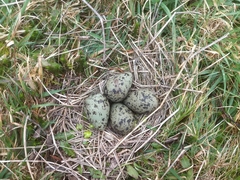Vanellus chilensis chilensis