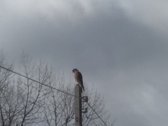 Daptrius chimango temucoensis