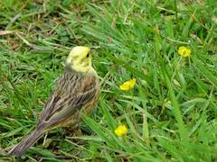 Emberiza citrinella caliginosa
