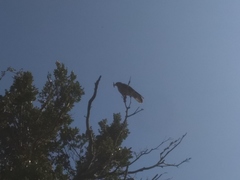 Daptrius chimango temucoensis