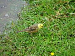 Emberiza citrinella caliginosa