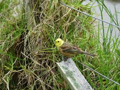 Emberiza citrinella caliginosa