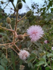 Mimosa albida