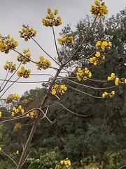 Cochlospermum vitifolium
