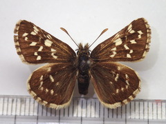 Pyrgus maculatus
