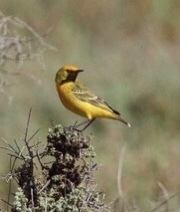 Epthianura aurifrons