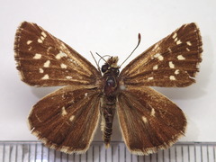 Pyrgus maculatus