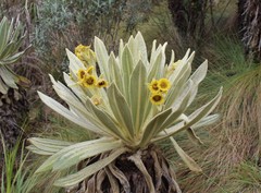 Espeletia pycnophylla