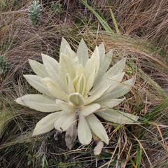 Espeletia pycnophylla
