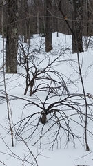 Dirca palustris