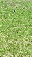 Rhipidura leucophrys