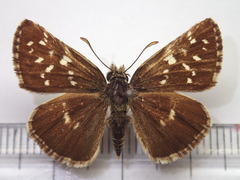 Pyrgus maculatus