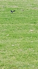 Rhipidura leucophrys