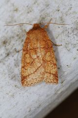 Pyreferra hesperidago