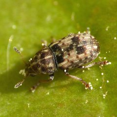 Trigonorhinus sticticus