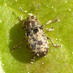 Trigonorhinus sticticus