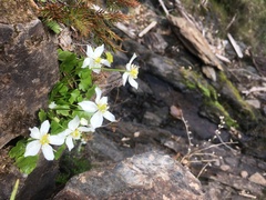 Kumlienia hystricula