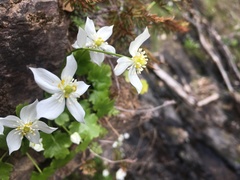Kumlienia hystricula