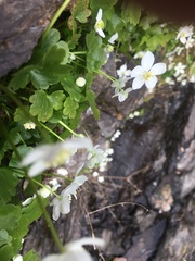 Kumlienia hystricula