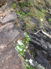 Kumlienia hystricula