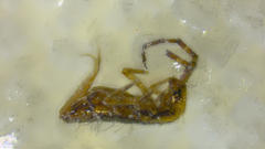 Orchesella fishmani