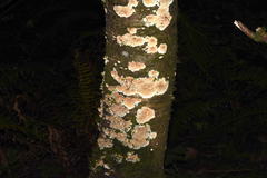 Phlebia rufa