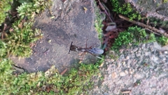 Odontomachus chelifer