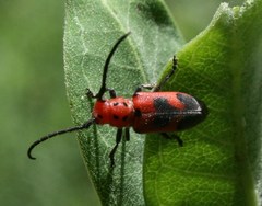 Tetraopes melanurus