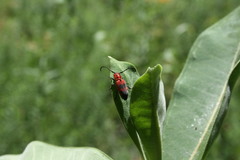 Tetraopes melanurus