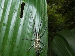 Neoptychodes candidus