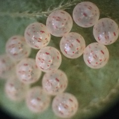 Pachycorinae