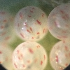 Pachycorinae
