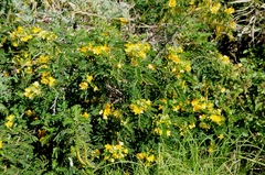 Senna multiglandulosa