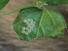 Pachycorinae