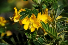 Senna multiglandulosa