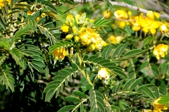 Senna multiglandulosa
