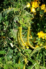 Senna multiglandulosa