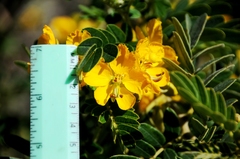 Senna multiglandulosa