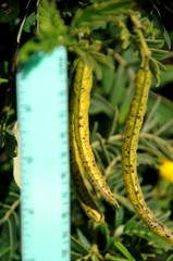 Senna multiglandulosa
