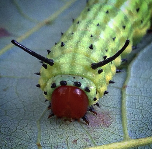 Rosy Maple Moth, photo 5 of 7