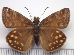 Erynnis montanus
